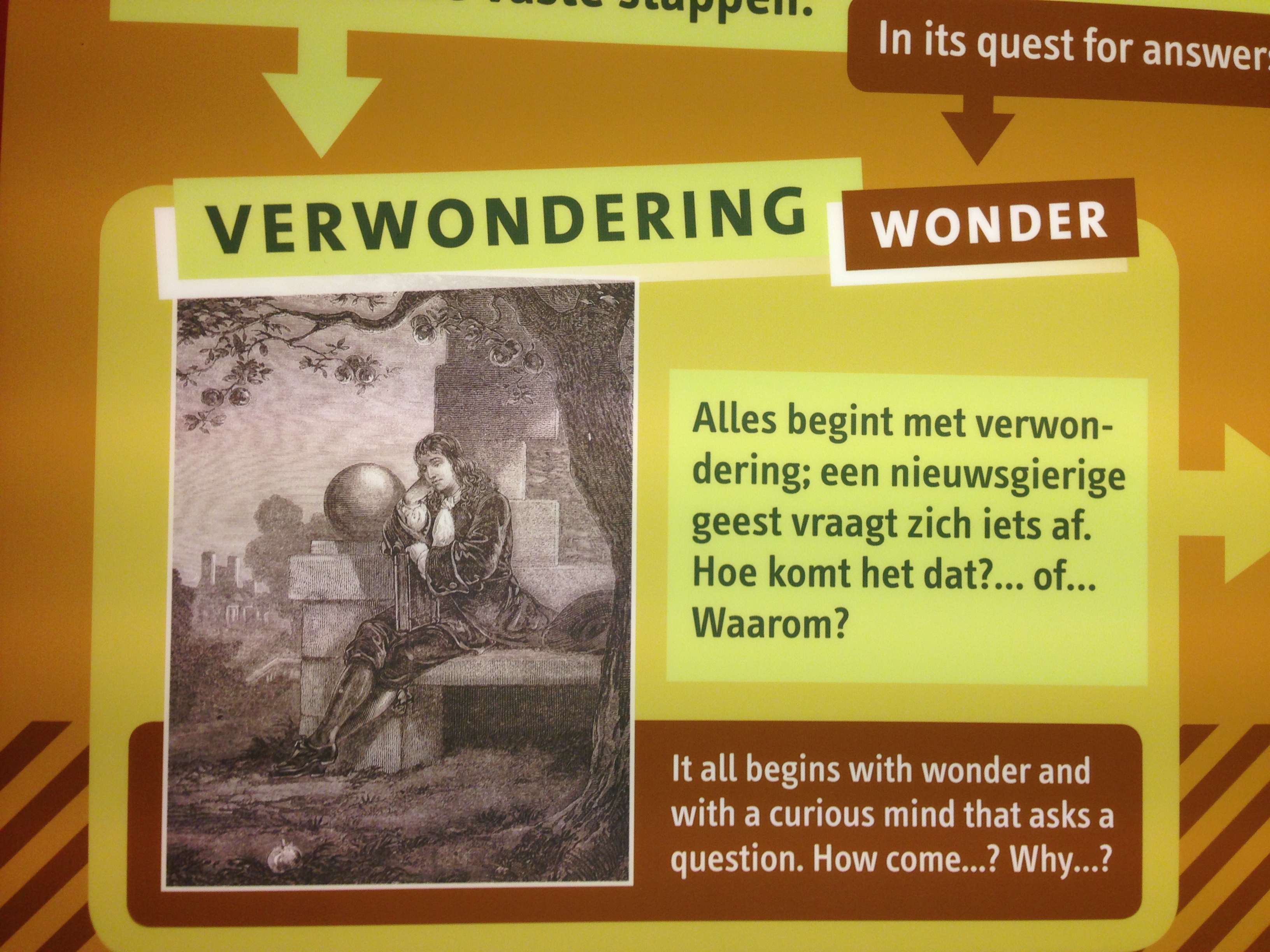 Verwondering Middle Management